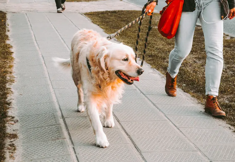 Pet walk: a happy golden retriever out on a walk